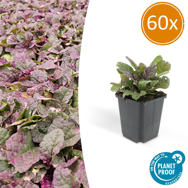Ajuga reptans 'Burgundy Glow' - Kruipend Zenegroen - ↕10-25cm - Ø9cm - 60x
