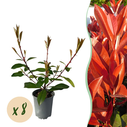Photinia fraseri Red Robin - red-green foliage - 8 plants - 1 linear meter - evergreen - ↕30-35cm - Ø9cm