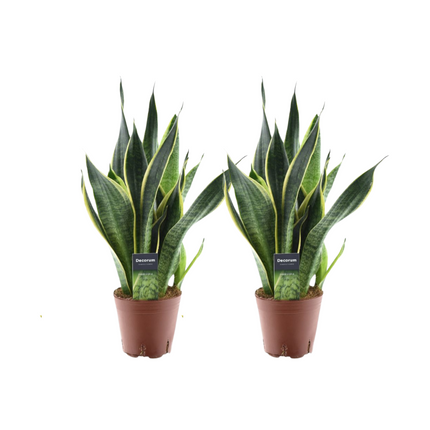Sansevieria Futura Superba - Weibliche Zunge - 2x - ↕45cm - Ø14cm