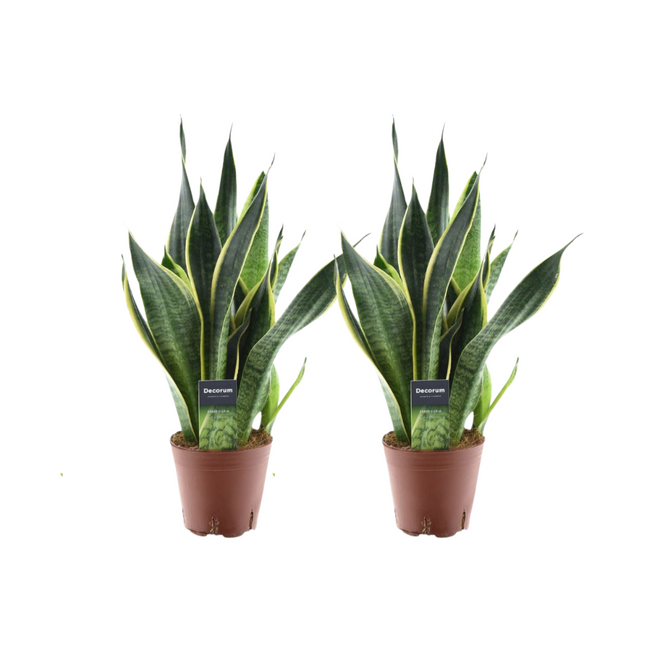 Sansevieria Futura Superba - Lengua femenina - 2x - ↕45cm - Ø14cm
