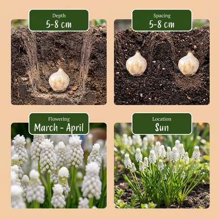 100x Muscari White Magic - Bloembollen - Witte druifhyacint - Wit - Verwilderingsbol - Bolmaat 6/7