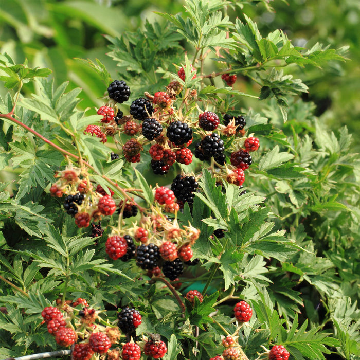Fruitplant - Braam - Rubus Thornfree Evergreen - Zwarte Braam - Doornloos - 2 planten -  Pot 11cm Hoogte 40cm