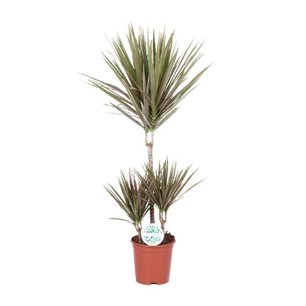 Dracaena Bicolor - Pianta del drago - ↕95cm - Ø21cm