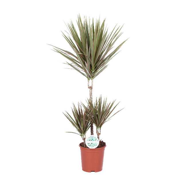 Dracaena Bicolor – Drachenpflanze – ↕95 cm – Ø21 cm