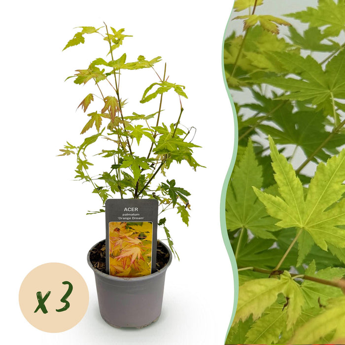 Acer palmatum Orange Dream - Orange - Pot de 12 cm, Hauteur 35 cm - Lot de 3
