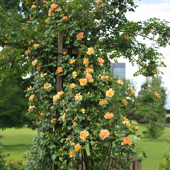 Klimroos - Rosa Orange Climber - Bloem Oranje - Weinig onderhoud - 2 planten - Pot 11cm Hoogte 40cm