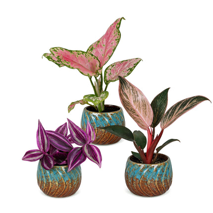 Baby Planten Paradise Mix - Diversen 3x - Tropisch - incl. Copper Reef - Ø6cm - ↕10-15cm