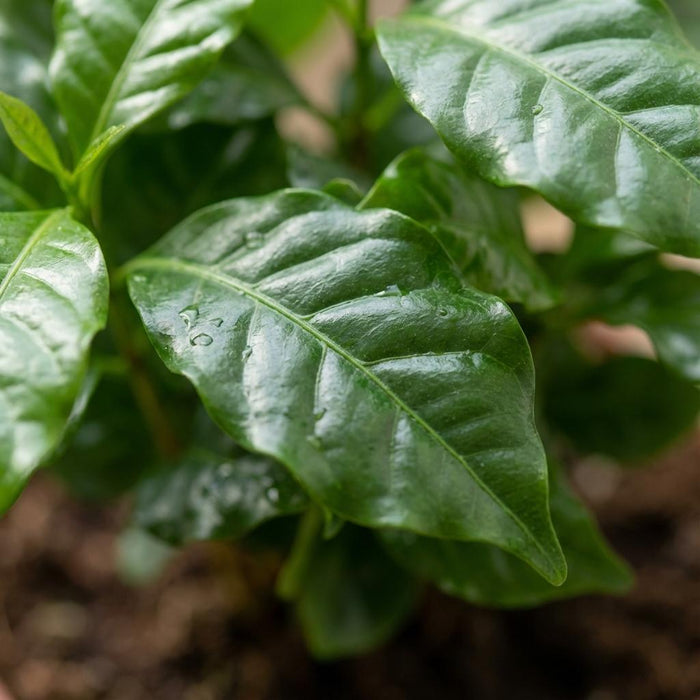 Coffea Arabica - Koffieplant - Wit - ↕15-20cm - Ø12cm