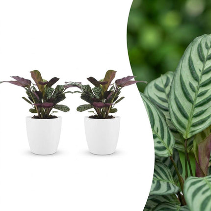 Ctenanthe Burle Marxii - Visgraatplant - 2x - met Potter Wit - Pot 12cm - Hoogte - 30cm