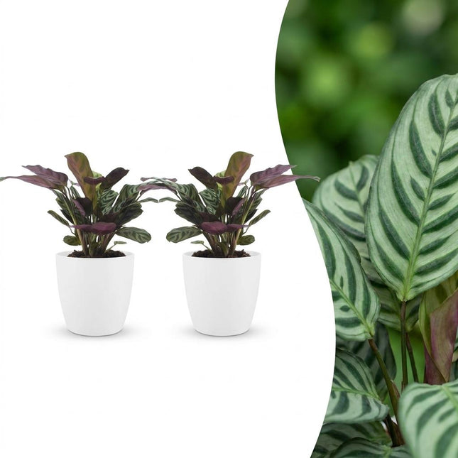 Ctenanthe Burle Marxii - Planta de espiga - 2 unidades - con maceta de cerámica blanca - Maceta de 12 cm - Altura: 30 cm
