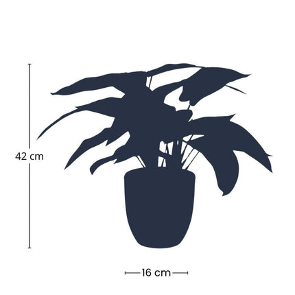 Artificial plant Calathea Zebrina - in black pot - ↕42cm
