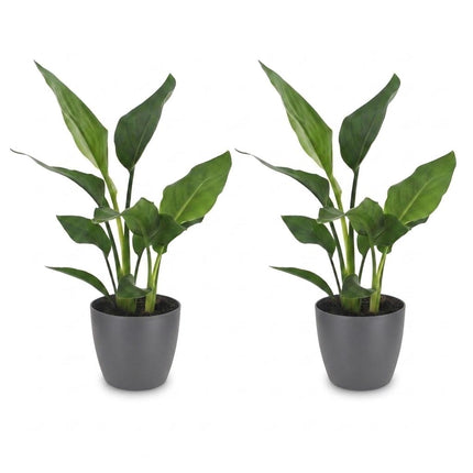 Strelitzia Reginea - Paradijsvogelplant - 2x - met Potter Grijs - Pot 12cm - Hoogte - 35cm