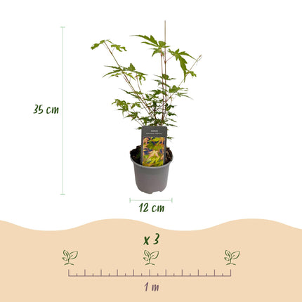 Japanese Maple - Acer Palmatum Sangokaku - Green - ↕35cm - Ø12cm - 3x