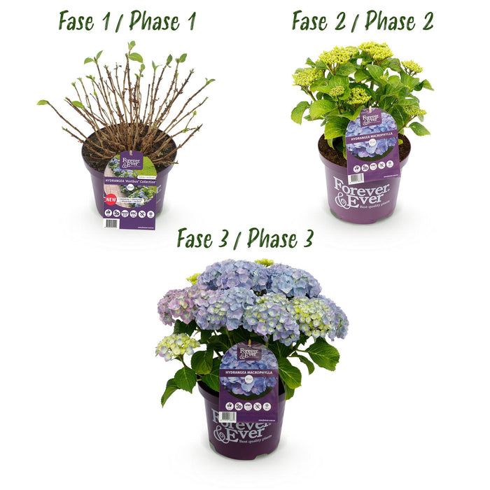 Terrasplant - Hortensia - Hydrangea Forever & Ever - Blauw - 7-12 Bloemen - 2 Planten - Pot 23cm Hoogte 55cm