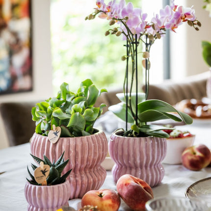 Kolibri Orchids | Gift Set Horizon Roze - Roze Phalaenopsis Orchidee Mineral Antwerpen & Succulenten