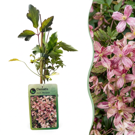 Clematis mont. 'Marjorie' - Bergclematis 6x - Roze - Klimplant - Ø9cm - ↕35cm