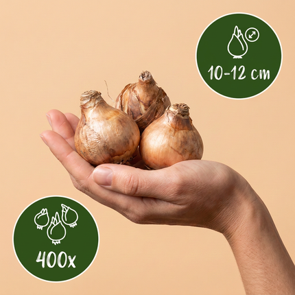 400x Narcissus Tete- A -Tete - Bloembollen - Dwergnarscis Tête-à-Tête - Geel - Voorjaarsbloeier - Bolmaat 10/12