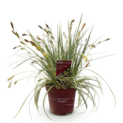 Carex oshimensis Evergold - Carice - Giallo e Verde - ↕50cm - Ø17cm