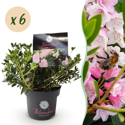 Dwerg Rhododendron - Rhododendron Bloombux Light Pink - Bloeiende Buxus - Licht Roze Bloem - ↕30-40cm - Ø17cm - 6x