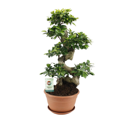 Ficus Ginseng - ↕70cm - Ø27cm