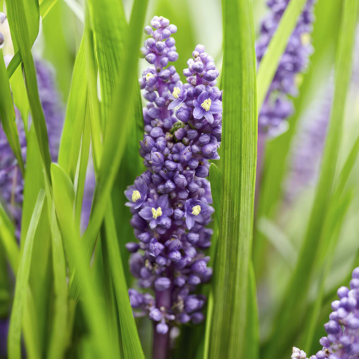 Liriope muscari 'Big Blue' - Leliegras - ↕10-25cm - Ø9cm - 12x