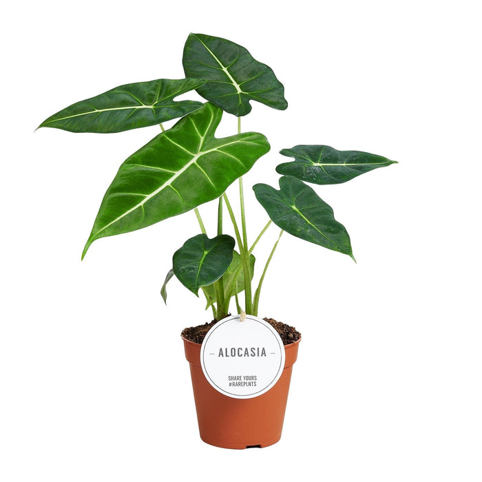 Alocasia Frydek - Olifantsoor - ↕35cm - Ø12cm