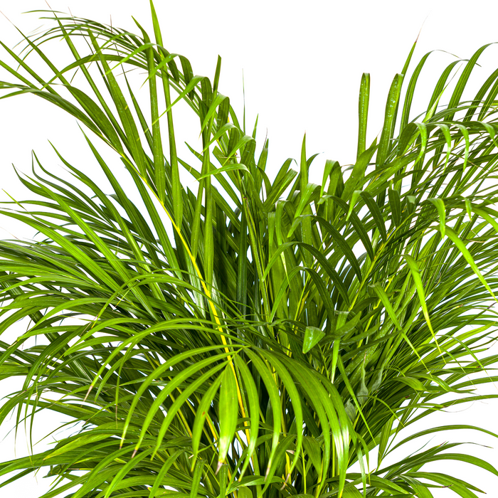 Dypsis Areca Lutescens met mand Ø24cm - ↕120 - 140cm