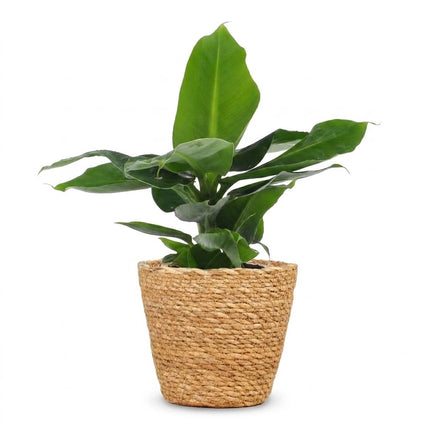 Musa Oriental Dwarf - Dwergbanaan - met Mand - ↕30cm - Ø12cm