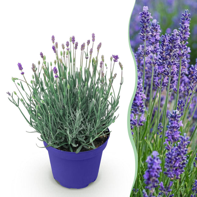 Lavandula angustifolia Hidcote - Lavender - ↕20-25cm - Ø12cm