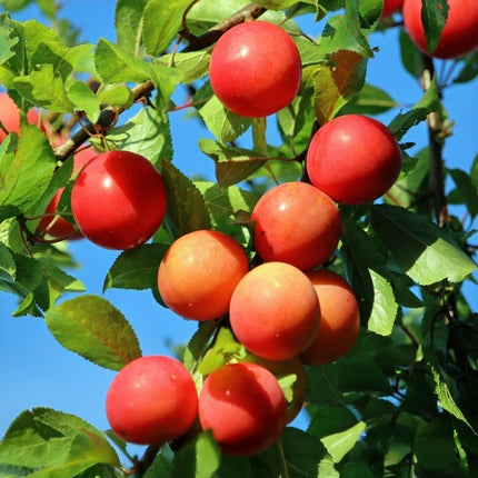 Pruimen boom - Prunus domestica Victoria - Rode Pruim - ↕90cm - Ø21cm