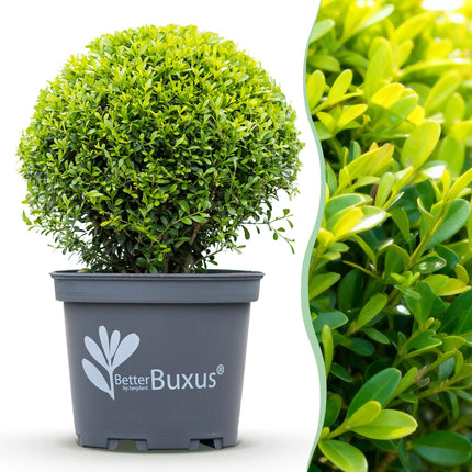 Buxus Bol - BetterBuxus Skylight - Resistant tegen Buxus Schimmel - ↕30cm - Ø26cm