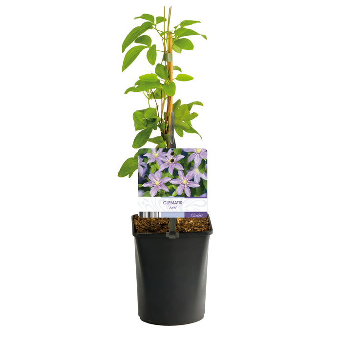Clematis Justa - Bosrank - Bloem Licht Blauw - ↕40cm - Ø11cm - 2x
