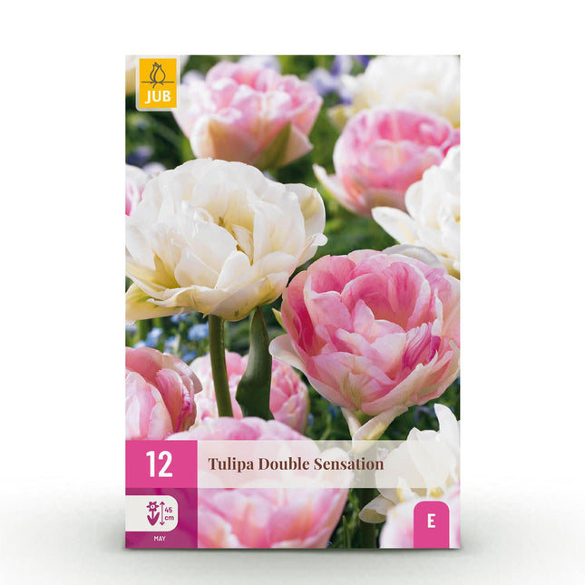 Bulbi da fiore - Tulipano Double Sensation - Colore bianco e rosa - 12 pezzi - Misura bulbo 11/12 - Confezione XXL