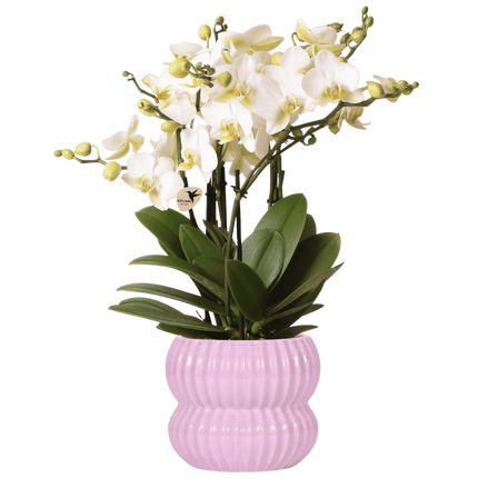 Kolibri Orchids | Witte Lausanne orchidee + Horizon sierpot roze – potmaat Ø12cm