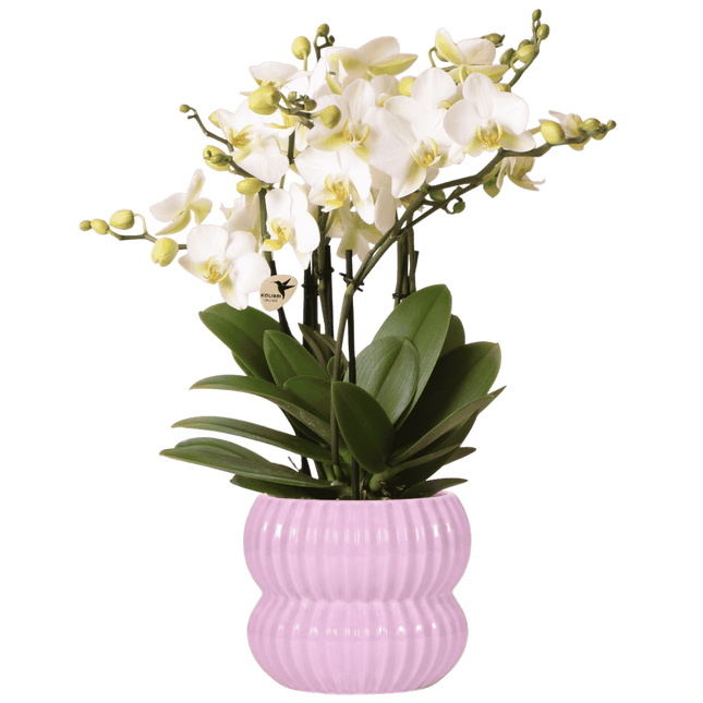 Kolibri Orchids | Witte Lausanne orchidee + Horizon sierpot roze – potmaat Ø12cm
