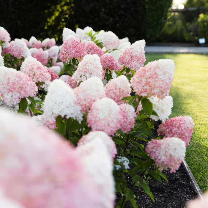 Hydrangea panniculata Living Pink & Rose - Pluimhortensia - Winterhard - Roze - 1 Plant - Pot 12cm - Hoogte Hoogte 20-30cm