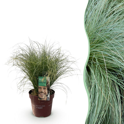 Carex comans Frosted Curls - Green - ↕50cm - Ø17cm