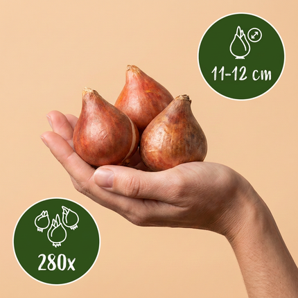 280x Tulipa Blueberry mix - Bloembollen - Tulipa Blueberry mix - Diversen - Voorjaarsbloeier - Bolmaat 11/12