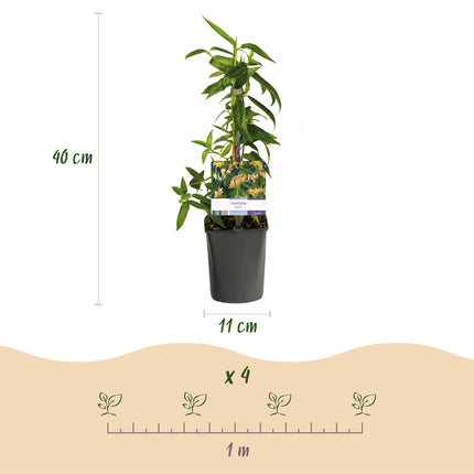 Lonicera Henryi - Fiore rosa - Caprifoglio - ↕40cm - Ø11cm - 2x