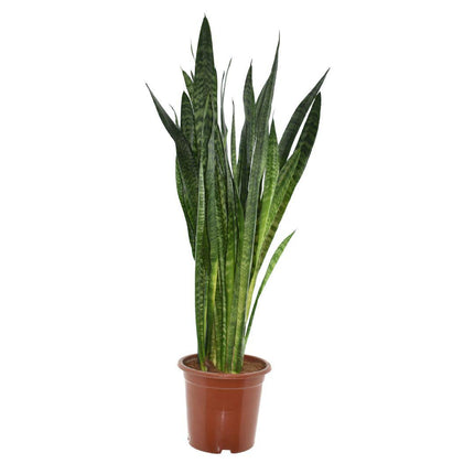 Sansevieria Zeylanica - Vrouwentong - ↕120cm - Ø27cm