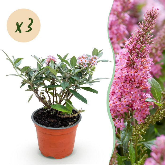 Buddleja davidii Butterfly Candy Little Pink - Vlinderstruik - Compact - Roze - ↕20-25cm - Ø12cm - 3x