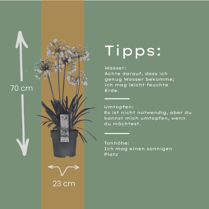 Agapanthus 'Fireworks' - Afrikaanse Lelie - ↕70cm - Ø23cm