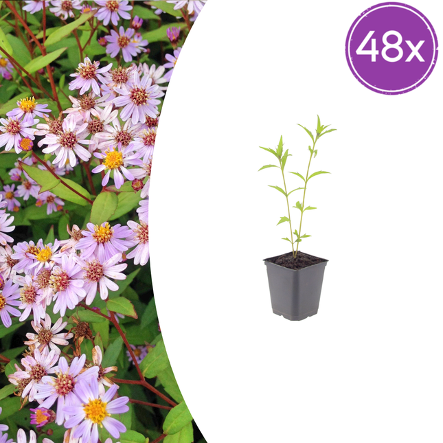 Zomeraster - Kalimeris incisa 'Blue Star' - ↕10-25cm - Ø9cm - 48x