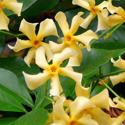 Trachelospermum 'Star of Toscana' - Gul toscansk jasmin - ↕65cm - Ø15cm