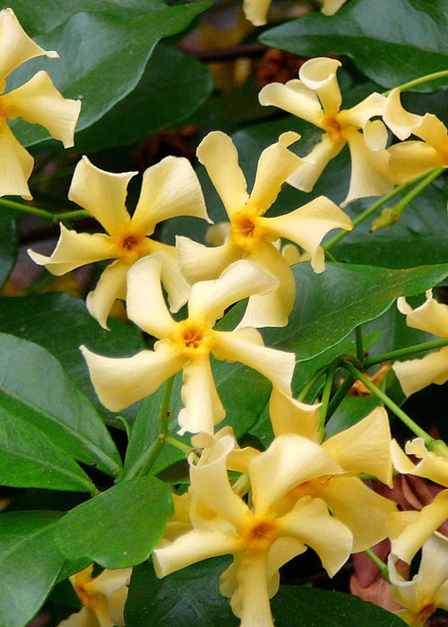 Trachelospermum 'Star of Toscana' - Toscaanse Jasmijn Geel - ↕65cm - Ø15cm