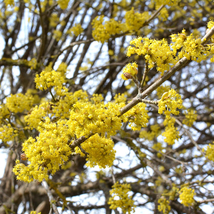 Hartriegel (Cornus mas) – Gelbe Blüte – 1 Pflanze – Laubabwerfend – Pflegeleicht – Topf: 12 cm, Höhe: 35 cm