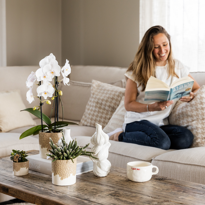 Kolibri Company | Plantenset Bloom Sand | Witte Niagara Falls orchidee 12cm + groene planten incl. Bloom Sand sierpotten