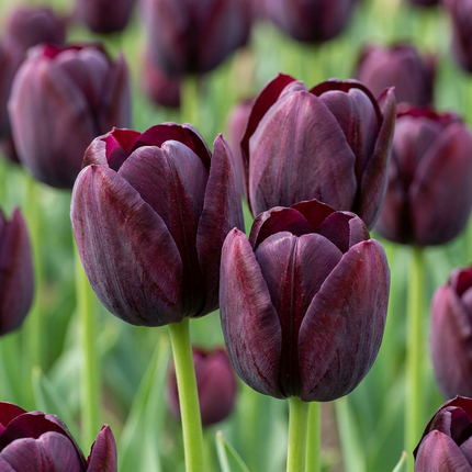 96x Tulipa Triumph Black - Bloembollen - Triomftulp - Donker Paars - Voorjaarsbloeier - Bolmaat 11/12