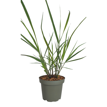 Panicum virgatum ‘Rotstrahlbusch’ – Vingergras - Ø12cm - 3x