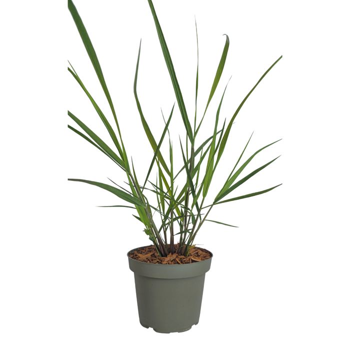 Panicum virgatum ‘Rotstrahlbusch’ – Vingergras - Ø12cm - 3x